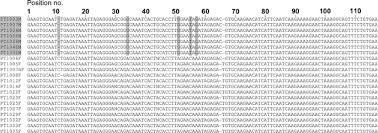 Attēlu rezultāti vaicājumam “Pseudocalliergon turgescens”
