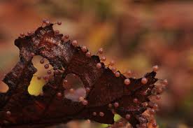 Attēlu rezultāti vaicājumam “Lamproderma debile macro”