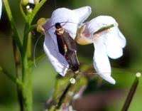 Attēlu rezultāti vaicājumam “Cauchas rufimitrella”