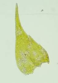 Attēlu rezultāti vaicājumam “Serpoleskea confervoides”