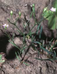 Attēlu rezultāti vaicājumam “Gypsophila muralis”