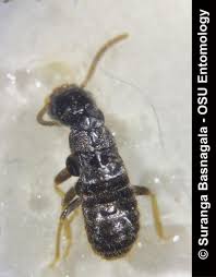 Attēlu rezultāti vaicājumam “Retinia resinella exuvia”