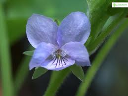 Attēlu rezultāti vaicājumam “Viola mirabilis leaf”