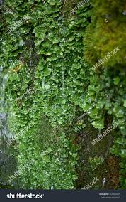 Attēlu rezultāti vaicājumam “Pellia epiphylla”