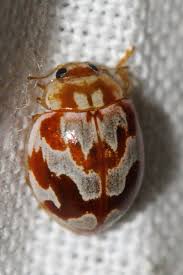 Attēlu rezultāti vaicājumam “Myrrha octodecimguttata”