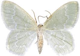 Attēlu rezultāti vaicājumam “Jodis putata”