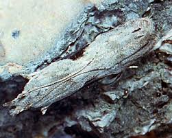 Attēlu rezultāti vaicājumam “Hypatima rhomboidella”