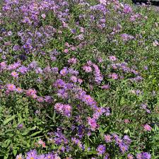 Image result for Aster novi-belgii