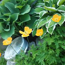 Image result for Scheinmohn