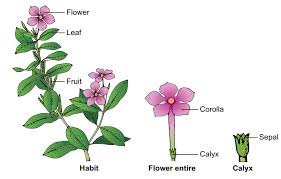 Attēlu rezultāti vaicājumam “Apocynaceae”