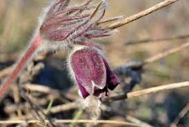 Attēlu rezultāti vaicājumam “Pulsatilla patens bud”