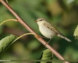 Attēlu rezultāti vaicājumam “Phylloscopus trochiloides”