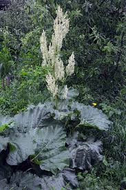 Attēlu rezultāti vaicājumam “Rheum rhabarbarum flower”