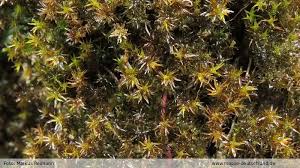 Attēlu rezultāti vaicājumam “Didymodon tophaceus”