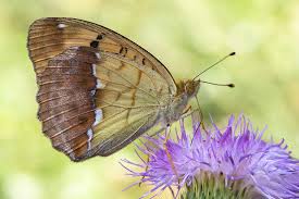 Attēlu rezultāti vaicājumam “Argynnis laodice”
