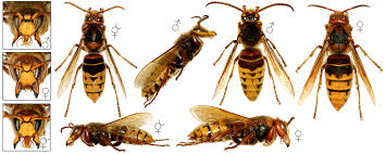 Attēlu rezultāti vaicājumam “Vespa crabro”