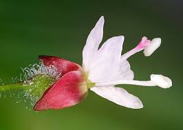 Attēlu rezultāti vaicājumam “Circaea lutetiana bud”