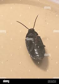 Attēlu rezultāti vaicājumam “Prionychus ater”