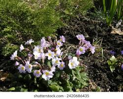 Attēlu rezultāti vaicājumam “Primula x margotae”