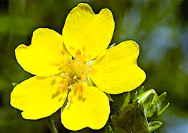 Attēlu rezultāti vaicājumam “Potentilla”
