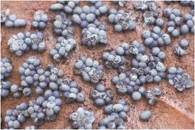 Attēlu rezultāti vaicājumam “Badhamia foliicola”