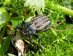 Image result for Brachycerus undatus