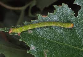 Attēlu rezultāti vaicājumam “Cyclophora albipunctata”