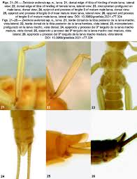 Attēlu rezultāti vaicājumam “Phronia sp. larva”