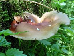 Attēlu rezultāti vaicājumam “Polyporus badius”