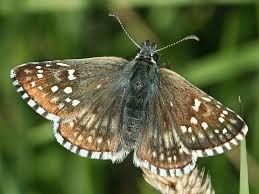 Attēlu rezultāti vaicājumam “Pyrgus serratulae upperside”