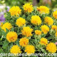 Image result for Carthamus tinctorius