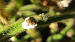 Attēlu rezultāti vaicājumam “Cribraria costata stalked”