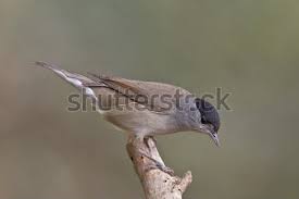 Image result for Sylvia atricapilla