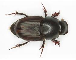 Attēlu rezultāti vaicājumam “Aphodius subterraneus”