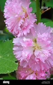 Image result for Alcea rosea `Appleblossom`
