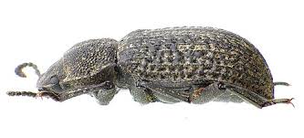 Attēlu rezultāti vaicājumam “Bolitophagus reticulatus”