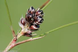 Attēlu rezultāti vaicājumam “Luzula multiflora fruit”
