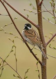 Attēlu rezultāti vaicājumam “Emberiza schoeniclus eggs”