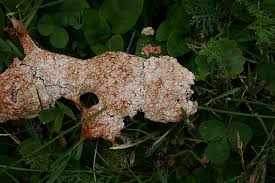 Attēlu rezultāti vaicājumam “Fuligo septica var. rufa”