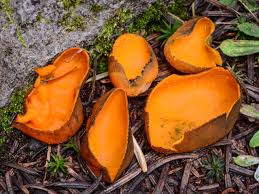 Attēlu rezultāti vaicājumam “Caloscypha fulgens”