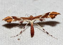 Attēlu rezultāti vaicājumam “Cnaemidophorus rhododactyla”