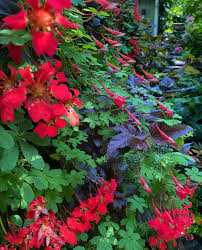 Attēlu rezultāti vaicājumam “Tropaeolaceae”
