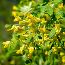Attēlu rezultāti vaicājumam “Caragana arborescens flower”