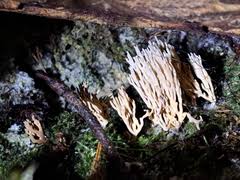 Attēlu rezultāti vaicājumam “Lentaria epichnoa”