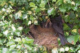 Attēlu rezultāti vaicājumam “Turdus merula nest”
