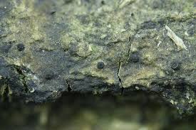 Attēlu rezultāti vaicājumam “Licea chelonoides”