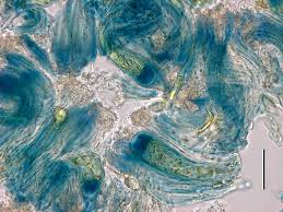 Attēlu rezultāti vaicājumam “Lecanora carpinea”