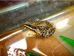 Image result for Bath Amphibians