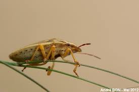 Attēlu rezultāti vaicājumam “Aelia acuminata”