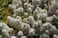 Attēlu rezultāti vaicājumam “Cladonia stellaris”